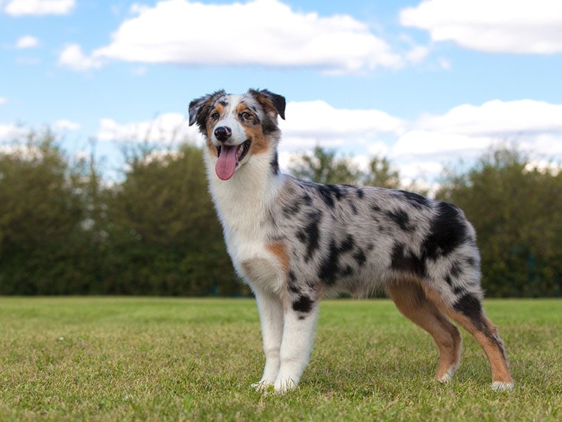 short-haired australian shepherd dog standing outdoor