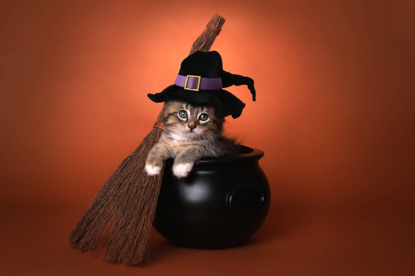 7 DIY Cat Halloween Decorations (With Pictures)