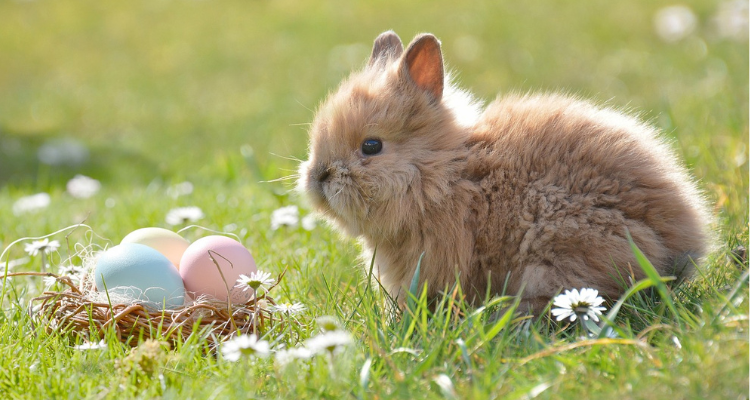 Rabbit Playing with Toys