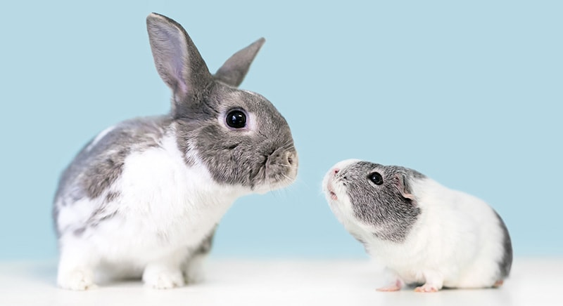 Can Guinea Pigs and Rabbits Live Together? Vet-Verified Safety Facts