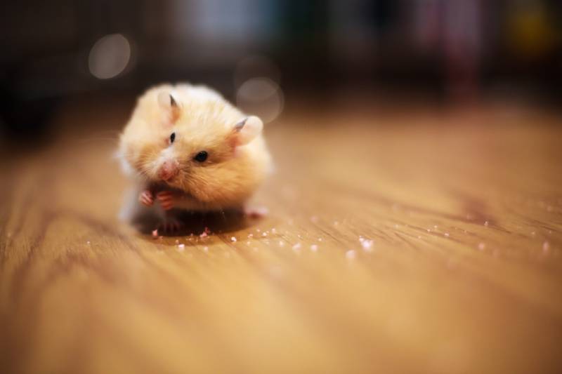 Can Hamsters Throw Up? Vet-Approved Facts & Explanation