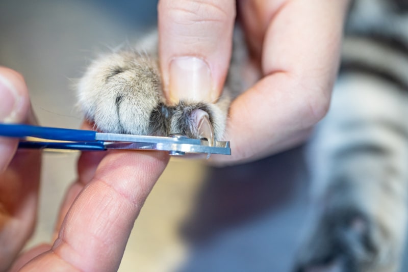 cutting cat's nail