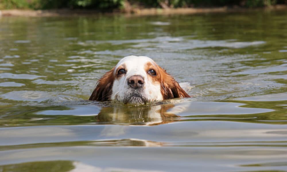 Dog-Killing Parasite Discovered For The First Time In Colorado River