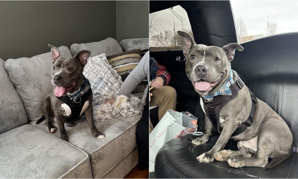 Dog That Spent Nearly 600 Days At Shelter Gets A Limo Ride To His New Home