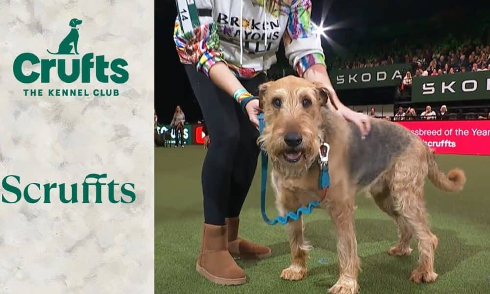 Dog Who Taught Himself How To Detect Epilepsy Wins Award At Crufts 2024