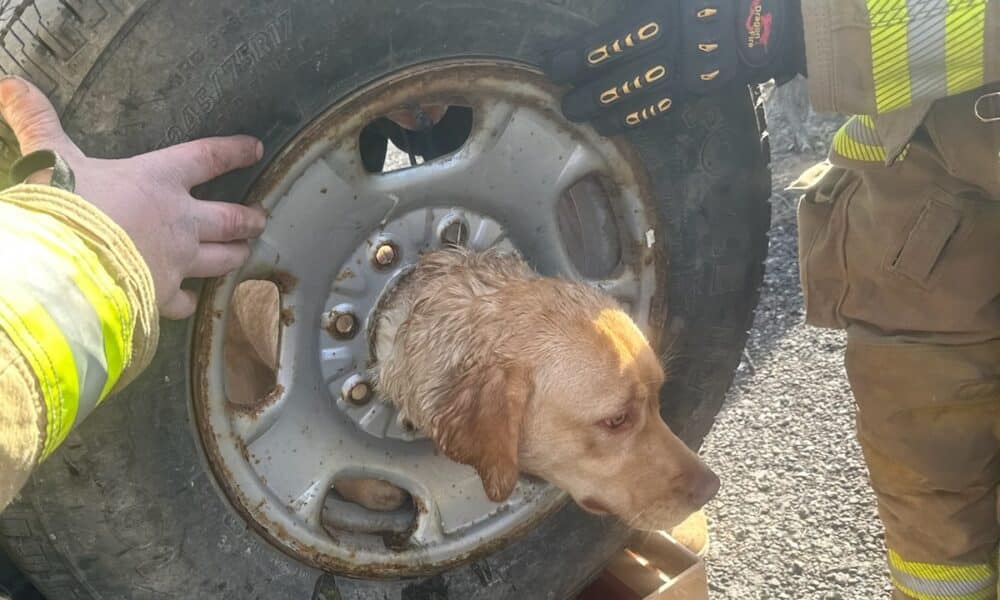 Dog With Head Stuck In Tire Rim Gets Rescued By New Jersey Firefighters