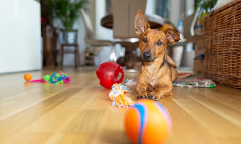 Dogs Can Understand The Meaning Of Nouns, New Study Reveals