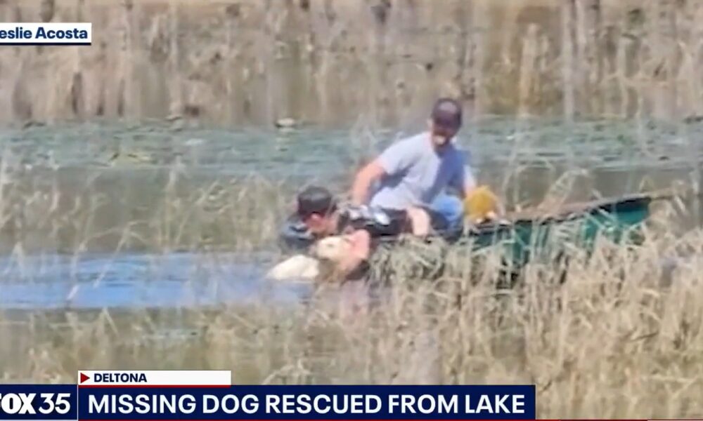 Family's Relaxing Day At The Lake Turns Into A Rescue Mission After Spotting A Dog Trying To Stay Afloat