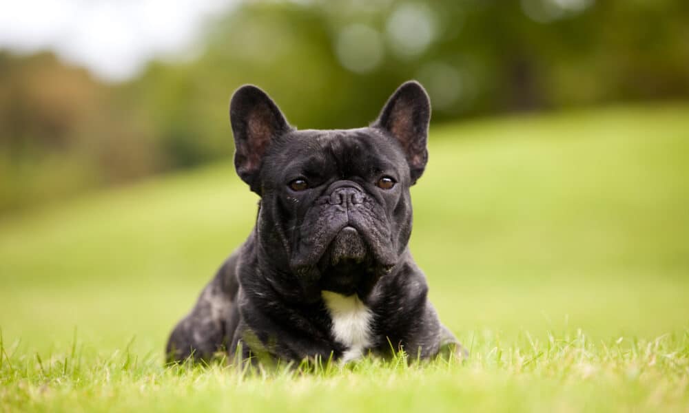 French Bulldog Remains As The Most Popular Dog Breed In The U.S.