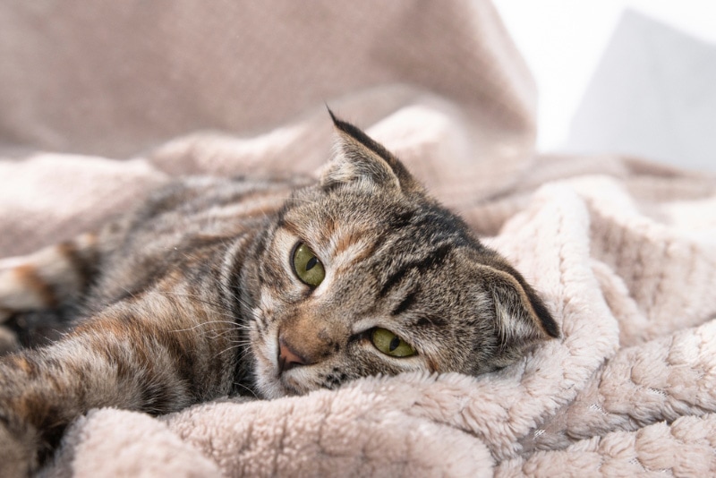 How Do I Know if I’m Allergic to Cats? 6 Signs to Look For (Vet Approved)