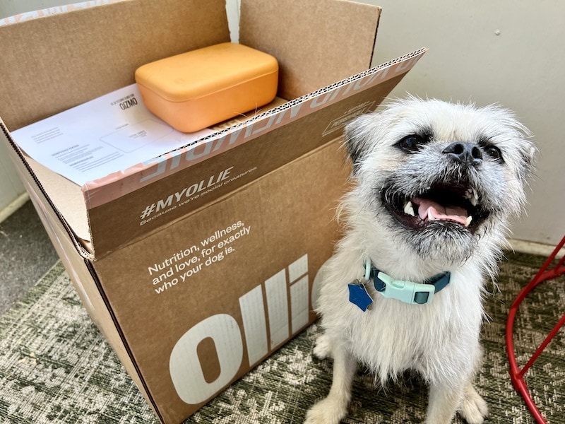 Gizmo a white fluffy dog with Ollie dog food box