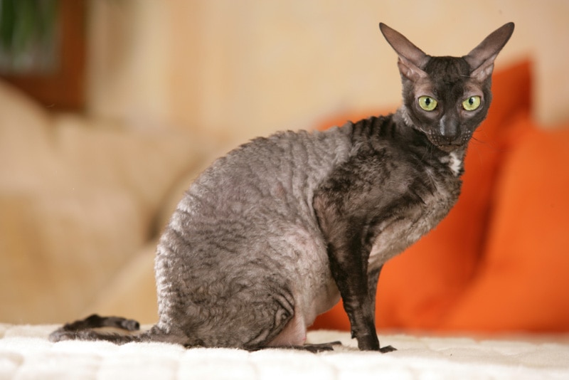 cornish rex cat sitting on sofa