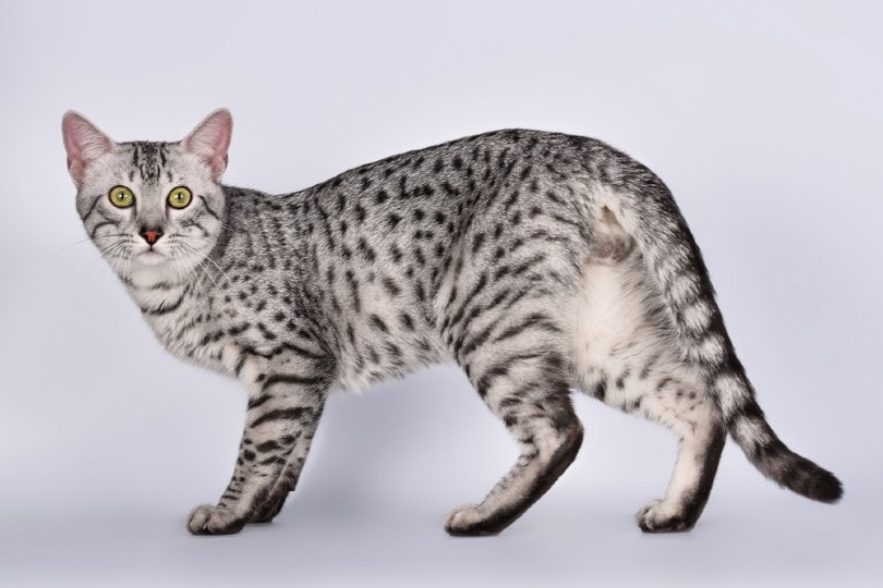 egyptian mau on white background