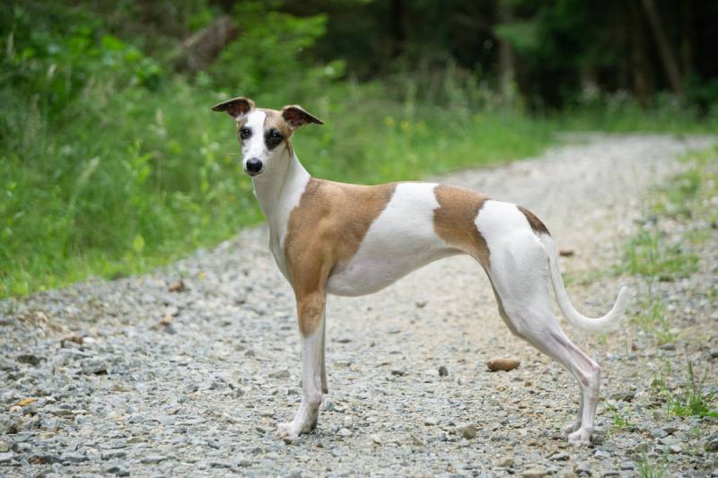 whippet dog standing in the woods