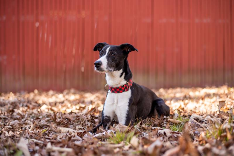 How Much Exercise Do Whippets Need? Vet-Verified Care Tips