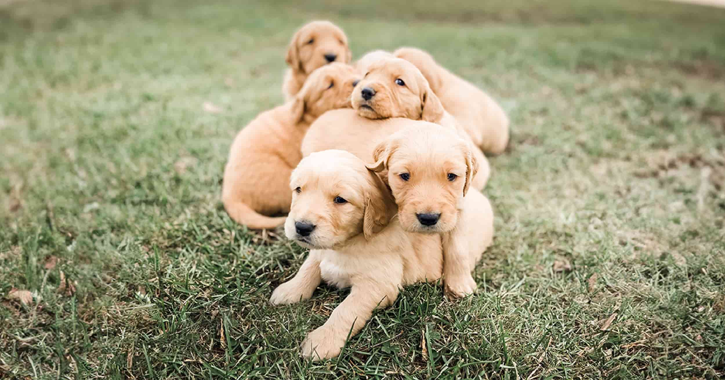 A litter of puppies lying together in green grass.