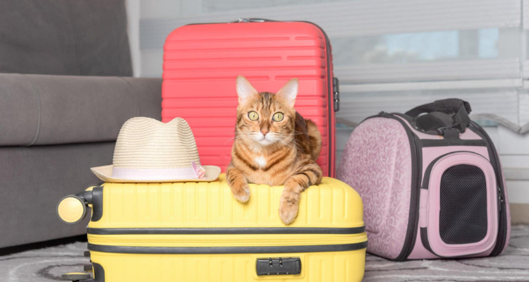 Travelling with Cat