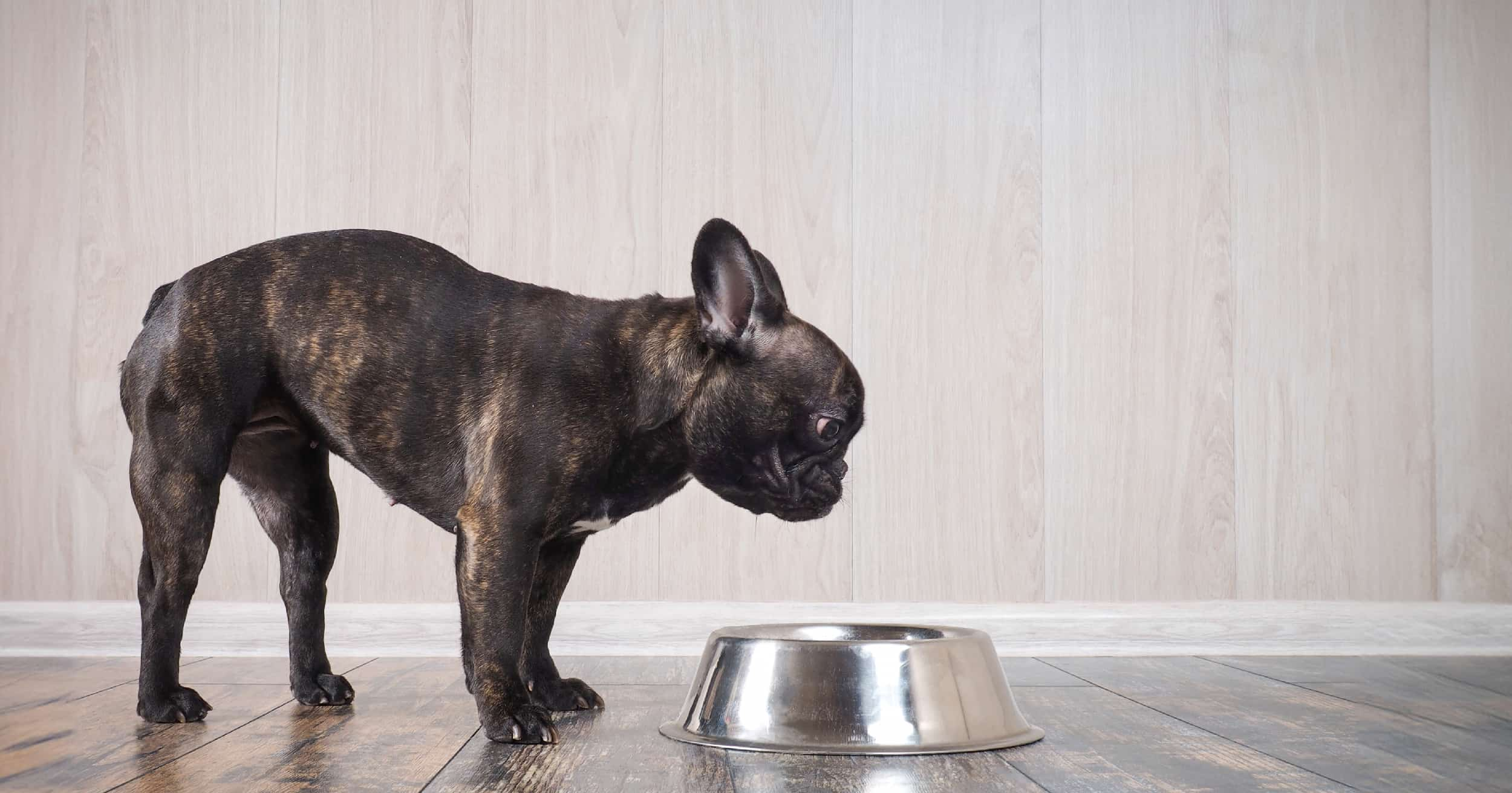 A small dog standing over a metal food bowl on the floor.