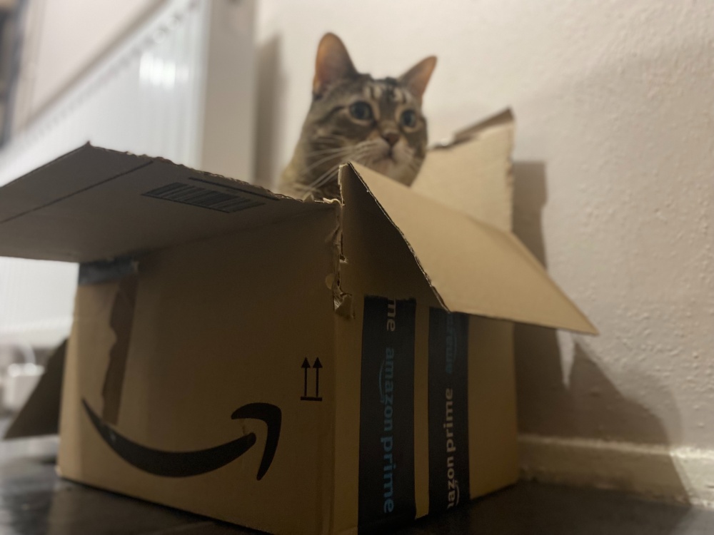 Pancake has a much loved box in the kitchen which has become a permanent household fixture