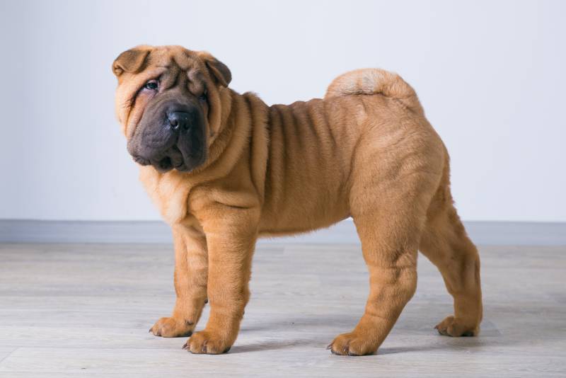 Miniature Shar Pei: Pictures, Info, Care & More