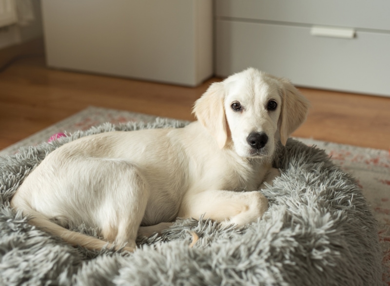 golden retriever puppy lying on a dog bed