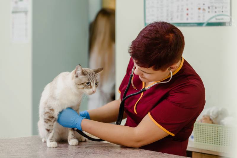 Veterinary doctor measuring heart rate of cute cat