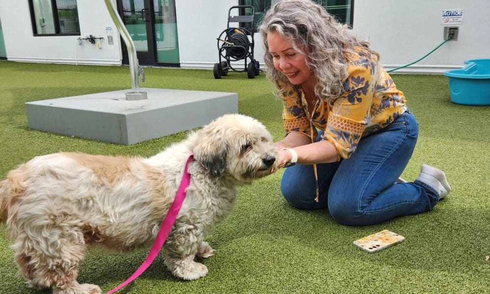 Owner Who 'Never Lost Hope' Reunites With Dog Who Went Missing For 10 Years