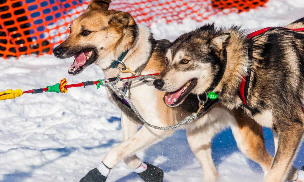 PETA Calls For Iditarod's End After Three Dogs Die In This Year's Race