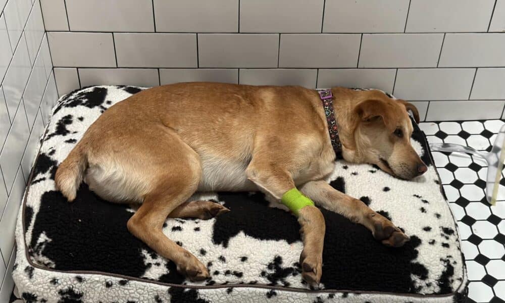 Rescue Dog Becomes Victim Of A Hit And Run, Community Helps Pay For His Emergency Surgery