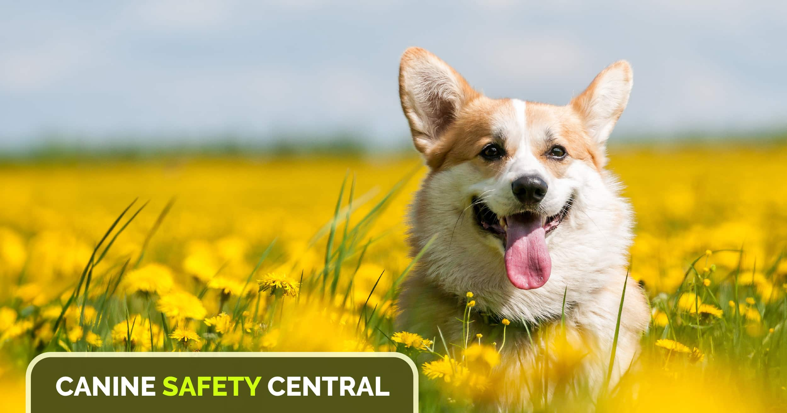 A corgi running through a field of yellow dandelions.