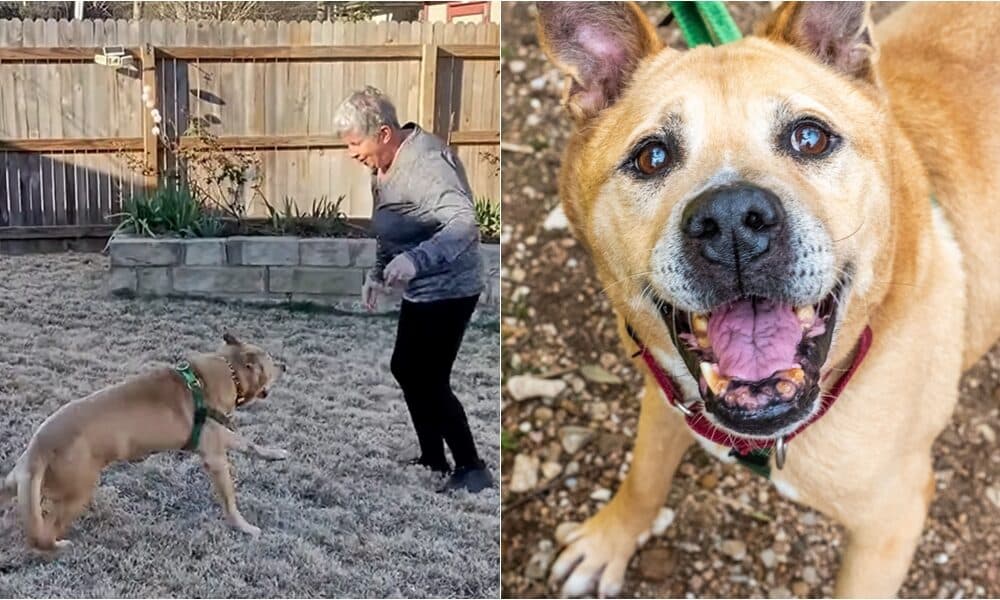 Senior Dog Who Spent 700 Days In Shelter Finds The Perfect Match In An Elderly Widow