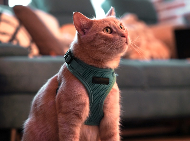 Should I Get a Tactical Cat Harness? Pros, Cons & Verdict