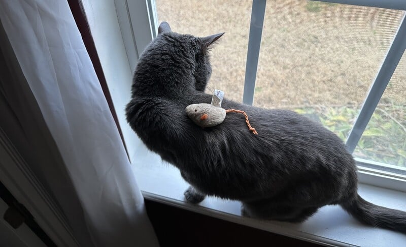 What's so funny about putting a toy on a cat's back. Why do you always do this, man?