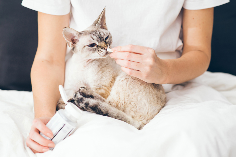 woman giving medicine tablet to a cat