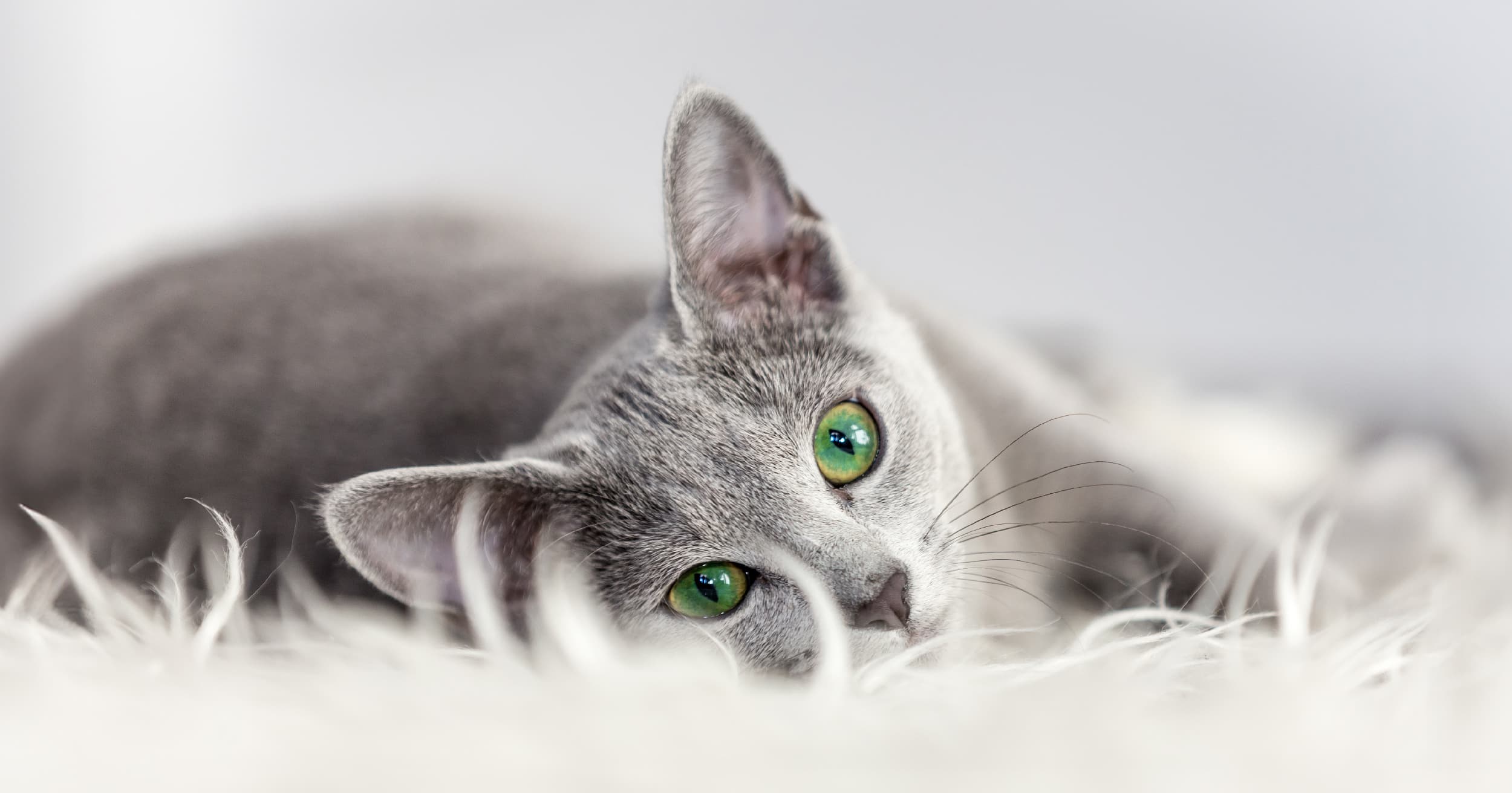 A gray cat with green eyes lying on its side.