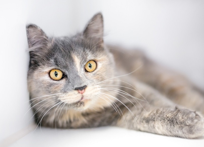 Dilute Tortoiseshell cat with yellow eyes