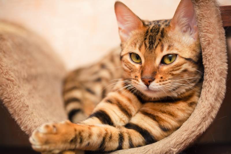 bengal cat lying