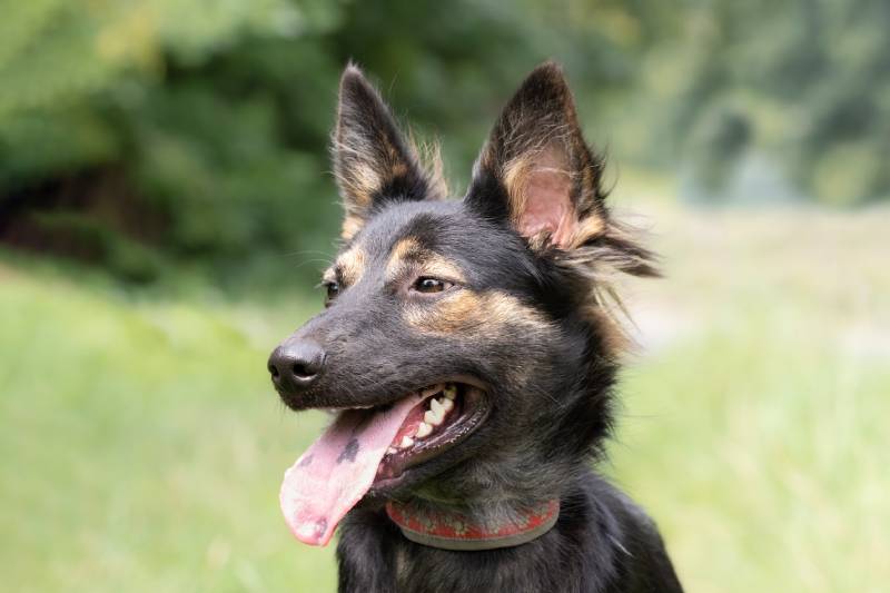 cute black dog with a spotted tongue_movchanzemtsova, Shutterstock