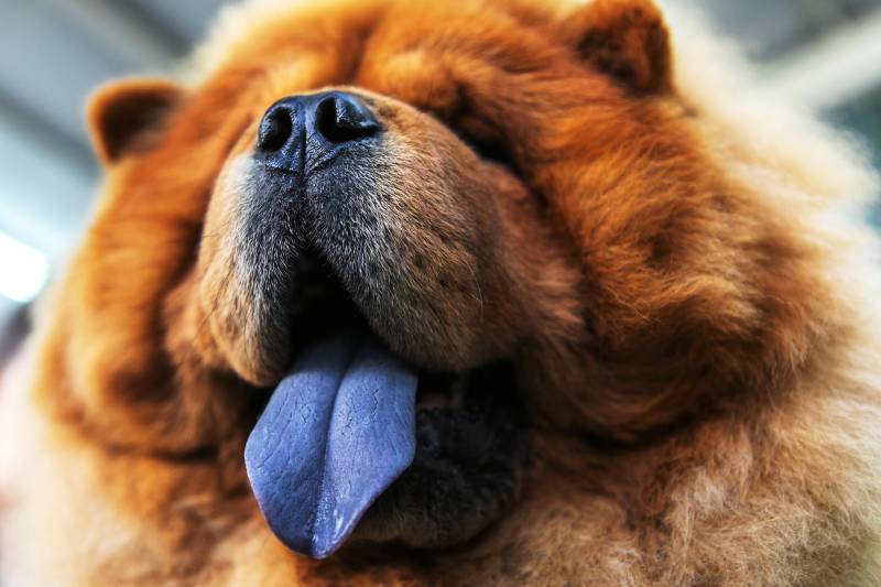 chow chow dog face with protruding purple tongue