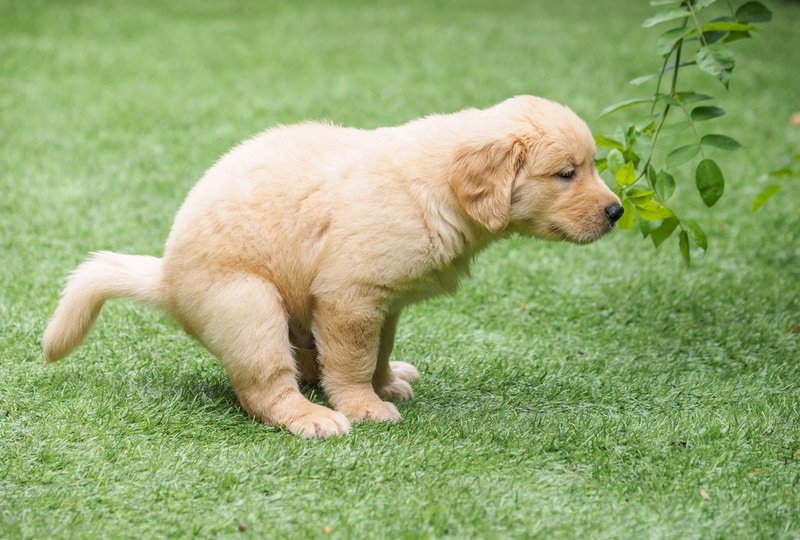 golden retriever puppy pooping