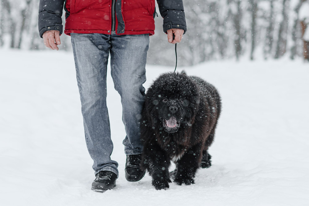 newfoundland dog walking in snow with owner