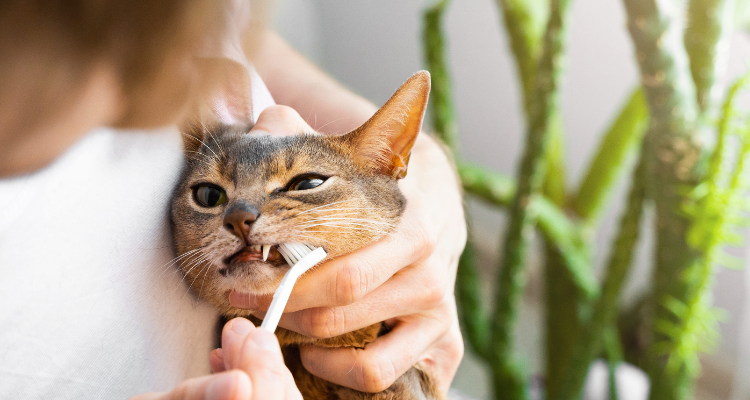 Cat Dental Health