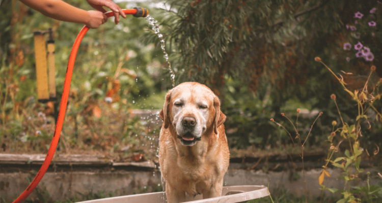 Dog Bathing