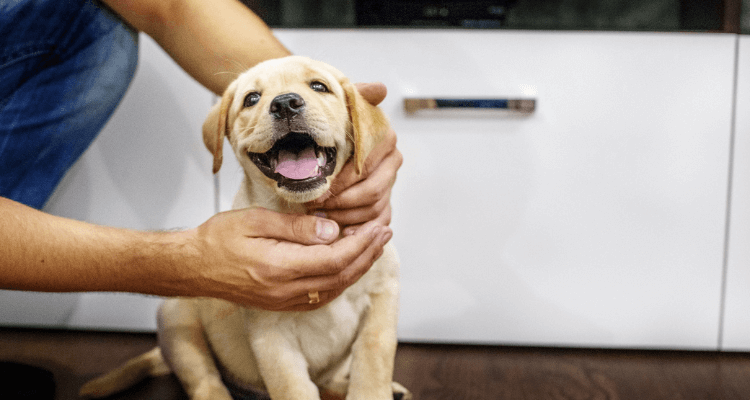 Puppy at Home