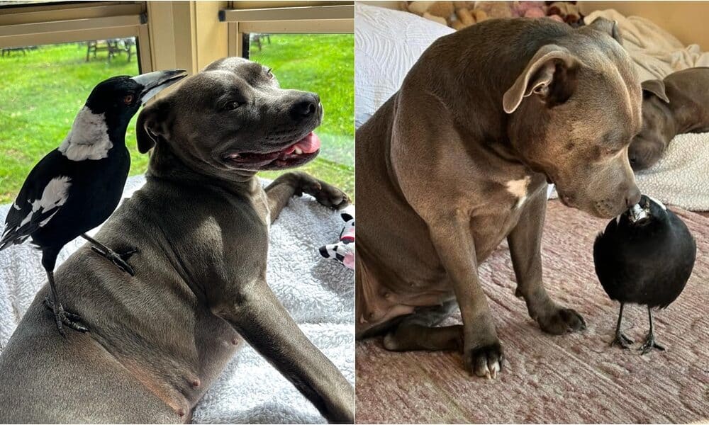 A Bird Reunites With Dog Best Friend After Separation Sparks Public Outcry