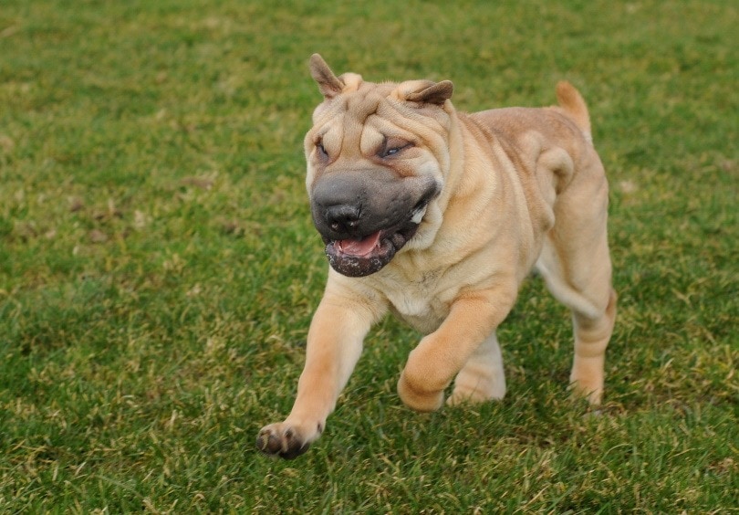 Are Shar Peis Aggressive? Facts & FAQ – Dogster