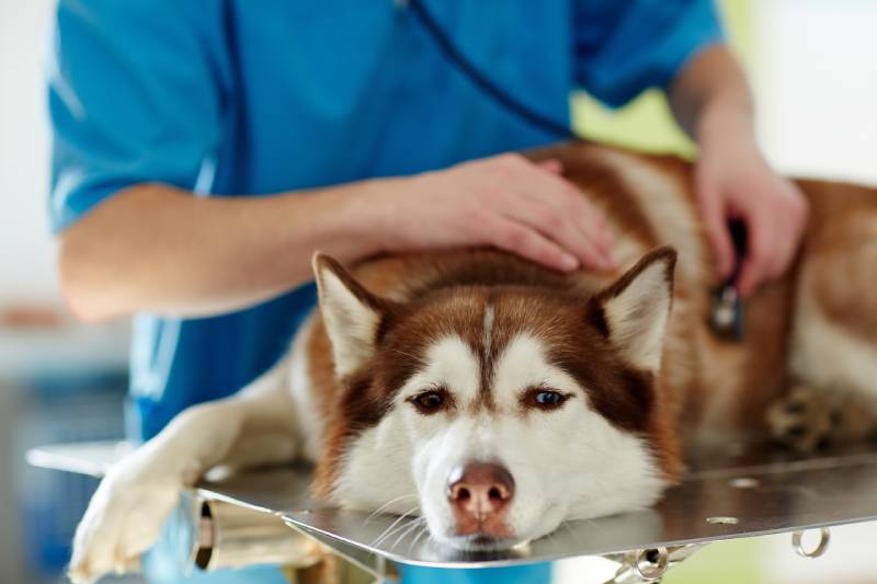 Can Dehydration Cause Seizures in Dogs? Our Vet Explains – Dogster