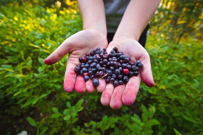 Can Dogs Eat Huckleberries? Vet Reviewed Facts & FAQ – Dogster