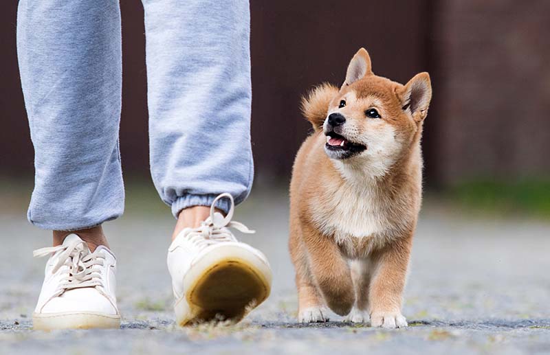 training puppy is walking next to the dog handler off leash