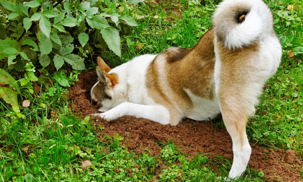 Dog Digs Old Military Bomb Buried In Owner's Backyard